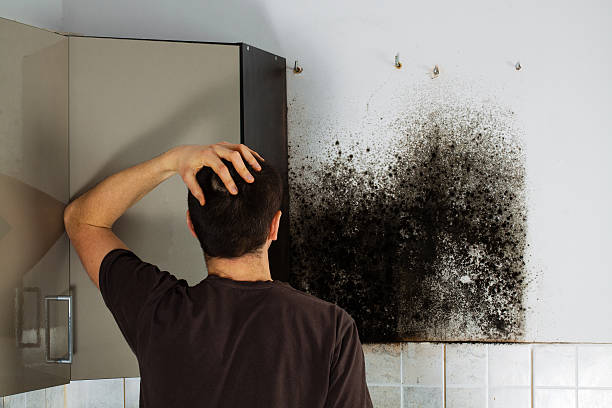 Best Basement Mold Removal  in Clyde Hill, WA